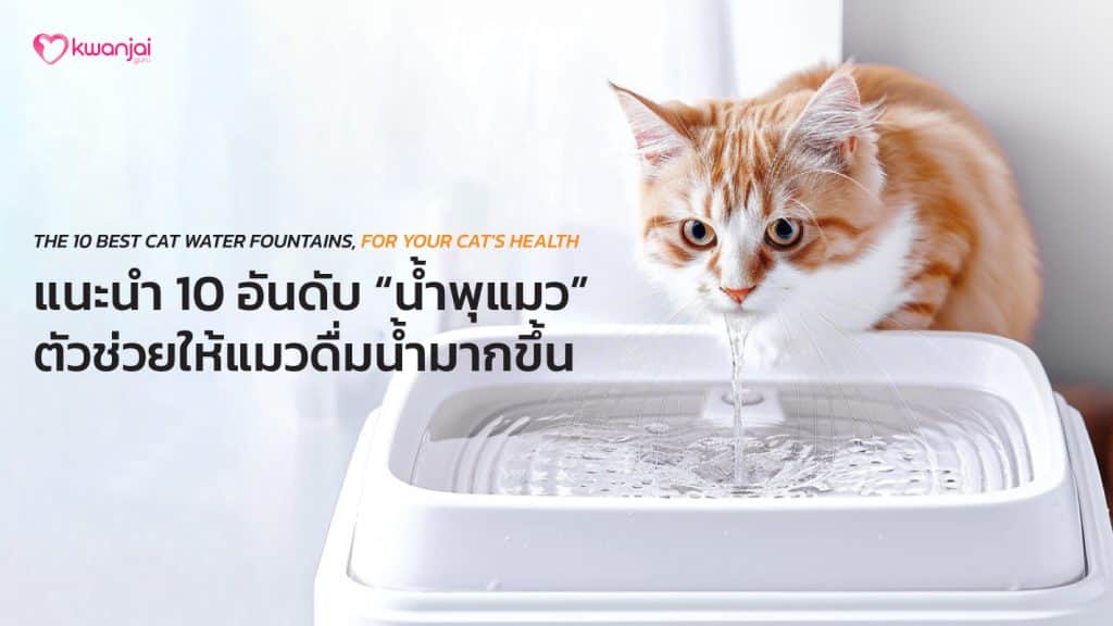 Cat Water Fountains