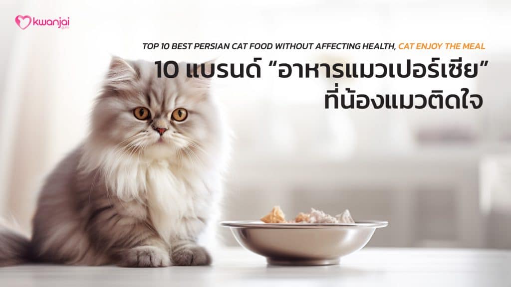 Persian cat food