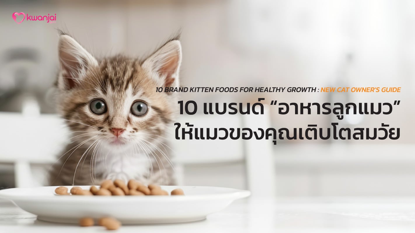 Kitten Foods