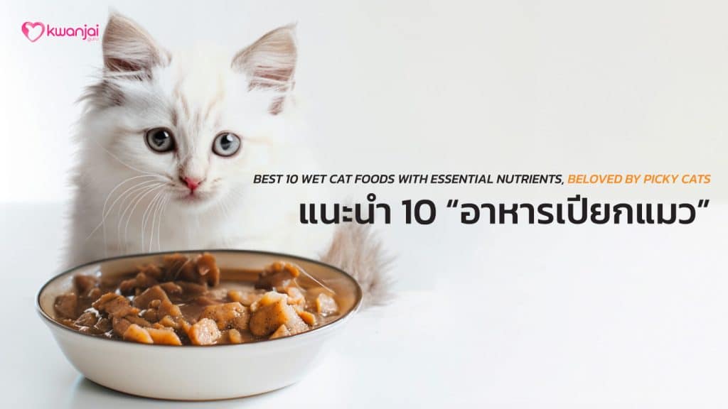 Wet Cat Foods